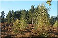 Fir Trees on heathland