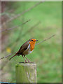 TG2626 : Robin (Erithacus rubecula) on fencepost by Evelyn Simak