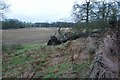 Fallen Tree