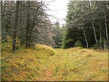NN8561 : Forest path by Rob Burke