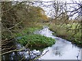 River Wey near Froyle