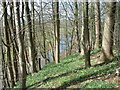 Woods above the River Ribble