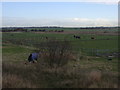 Equestrian centre by the Wantsum Walk