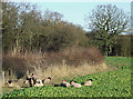 Sheep in a Turnip Field, near Harley, Shropshire