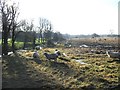 Sheep and mallard grazing