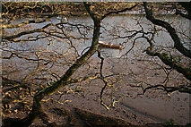 SX6846 : Bigbury: River Avon by Martin Bodman