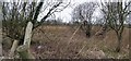 Overgrown vegetation, Lough Skitter, Omagh