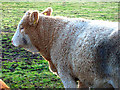 A curly coo!