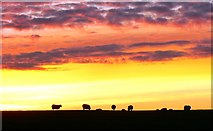 SU1379 : Sheep on the horizon, south of Wroughton by Brian Robert Marshall