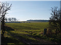 NZ8906 : Farmland south of Sneaton Thorpe Lane by Stephen McCulloch