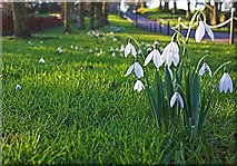S4077 : Snowdrops at Castle Durrow by kevin higgins