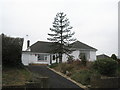 Monkey puzzle tree in Ashwood Close