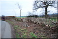 Newly laid hedge