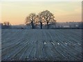 Farmland, Arborfield