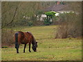 Pony grazing, Burley Lawn, New Forest