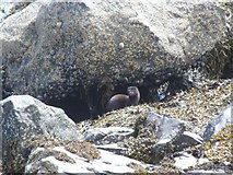 NM7030 : Otter in Loch Spelve by Ben Dallimore
