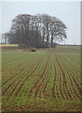 SE9938 : Northlands fields by Paul Harrop