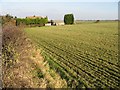 Field margin, Sutton Downs