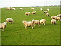 Field of Sheep Near Thorntonhall