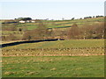 Pastures near Catton