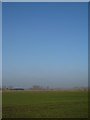 Winter wheat on Grime Fen