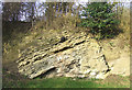 Silurian (Wenlock) Limestone, Dudley, Worcestershire