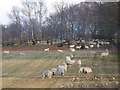 Sheep feeding near Manmoel