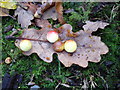 Oak Galls in Ness Woods