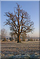 TQ4957 : Bare tree in winter by Ian Capper