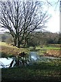 Watery meadow by the Lynher