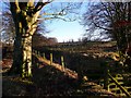 New tree planting at Auchmannoch