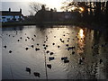 Swan Pool at sundown