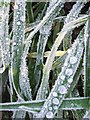 Frosty grass, Trenhorne