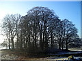 Stand of Trees Near Dunscore