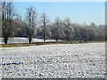 Fields and Trees