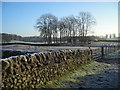 Stand of Trees at Knockshinnoch