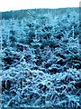 Frost Covered Conifers in White Hill Wood