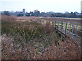 Watercress beds, Newington