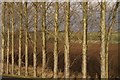 Poplars at Rattray