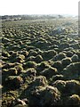 SX2279 : Grass tussocks, East Moor by Derek Harper