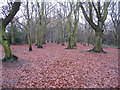 SP3078 : Hearsall Common, Christmas 2007 by E Gammie