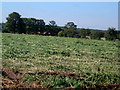 Hayfield hemp field