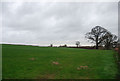 Field on Road Lane Farm