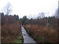 Fforest Conifferaidd  ger Cross Inn / Coniferous Forest near Cross Inn