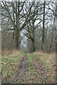 ST7312 : Track across Brickles Wood by Toby