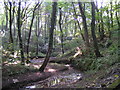 Stream through Plock Wood