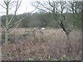 Five Konik ponies graze on land at Gibbin