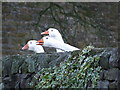 Geese near the back of The Sun Inn