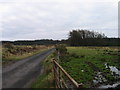 Fforest Coniferaidd ger Hafod y Grug / Coniferous Forest near Hafod y Grug