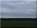 Long plantation at Ercall Heath